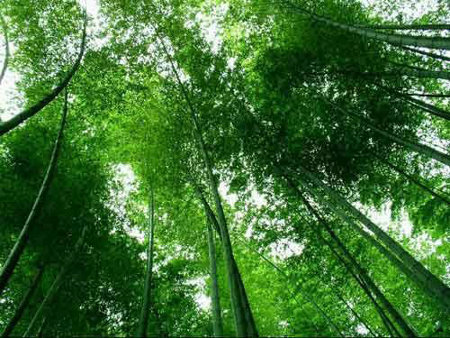 Bosque de Bambu Shunan, Yibin, Sichuan, China 0