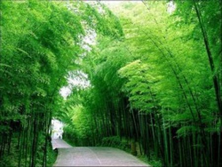 Bosque de Bambu Shunan, Yibin, Sichuan, China ⚠️ Ultimas opiniones 2