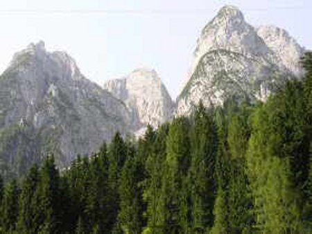 Bosque de Liceas de Linzhi, Xizang, China 1