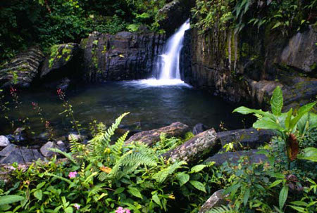 Bosque Nacional El Yunque, Puerto Rico 0