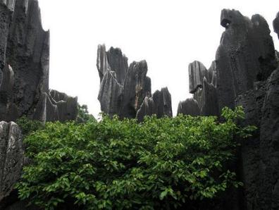 Bosques Pétreos de Yunnan, China 0