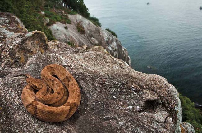 Queimada Grande. La Isla de las Cobras. 1