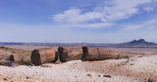 Bosque petrificado de Jaramillo 0