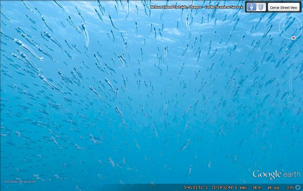 Entre peces en el Indico con Google Earth 1