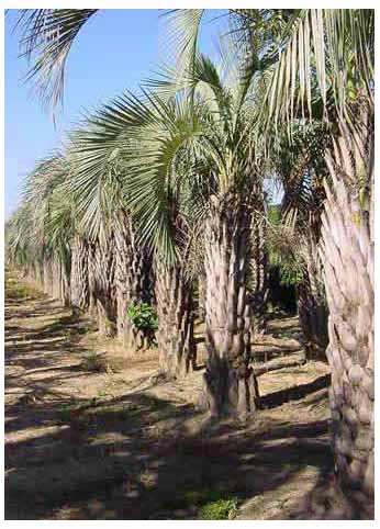 Washingtonia filifera en Palm Canyon - USA 🗺️ Foro Clima, Naturaleza, Ecologia y Medio Ambiente 0