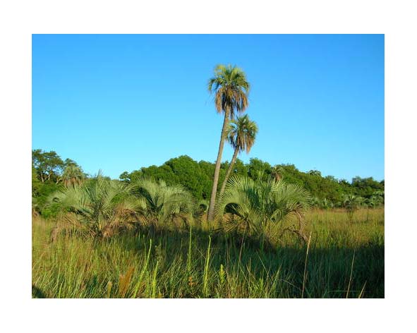 Washingtonia filifera en Palm Canyon - USA 🗺️ Foro Clima, Naturaleza, Ecologia y Medio Ambiente 1