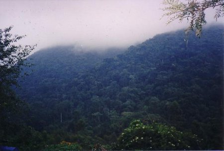 Parque Naciona Bwindi, Uganda 1