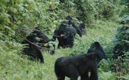 Parque Naciona Bwindi, Uganda 🗺️ Foro Clima, Naturaleza, Ecologia y Medio Ambiente 1