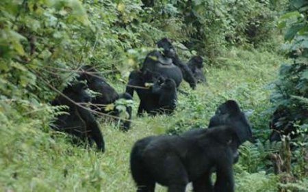 Parque Naciona Bwindi, Uganda 1