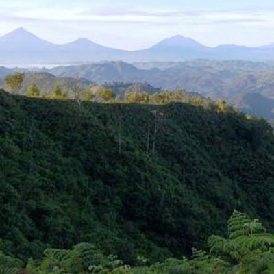 Parque Naciona Bwindi, Uganda 🗺️ Foro Clima, Naturaleza, Ecologia y Medio Ambiente 1