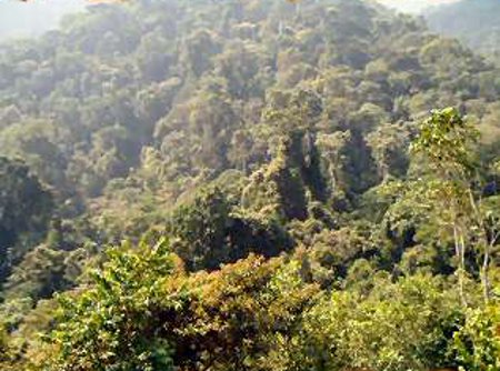 Parque Naciona Bwindi, Uganda 0