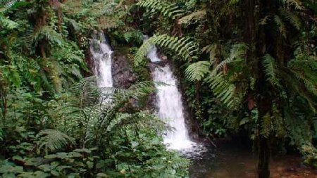 Parque Naciona Bwindi, Uganda 2