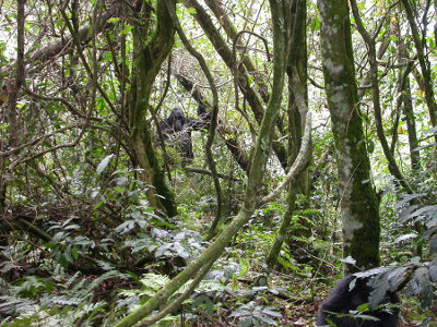 Parque Naciona Bwindi, Uganda 1