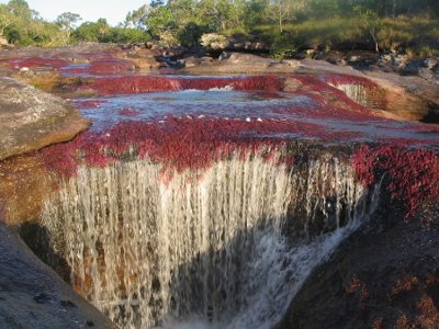 Caño Cristales, Meta, Colombia 1