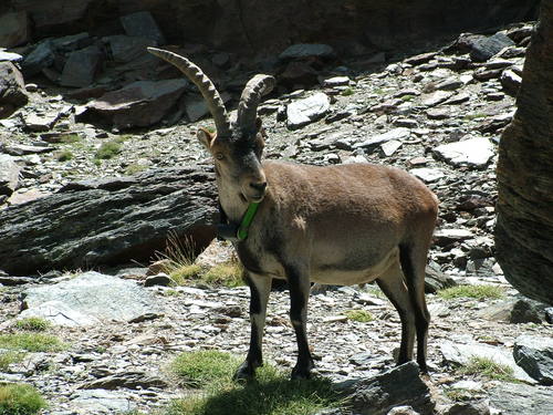 SIERRA NEVADA- Techo peninsular 🗺️ Foro Clima, Naturaleza, Ecologia y Medio Ambiente 0