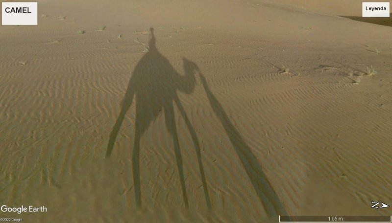 Paseo en Camello de Arabia en Street View - Emiratos 1