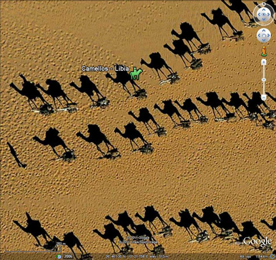 Camellos en una senda del desierto - Libia