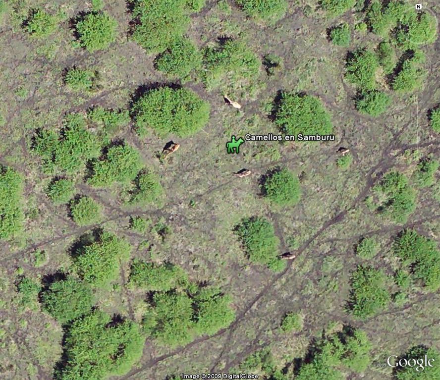 Camellos en Samburu - Kenia - Africa en Alta Resolución 🗺️ Foros de Google Earth y Maps