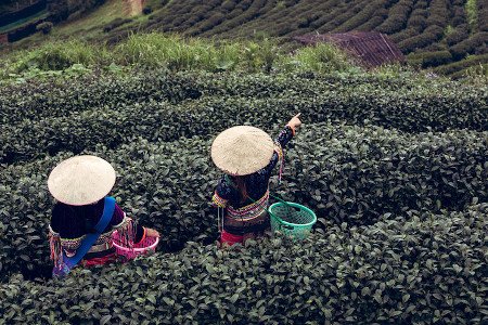 Cameron Highlands, Pahang, Malasia 0