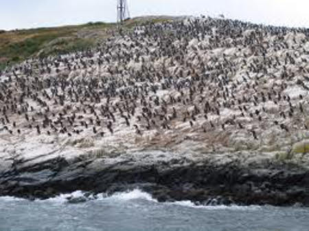 Canal Beagle, Tierra de Fuego, Argentina 🗺️ Foro América del Sur y Centroamérica 0