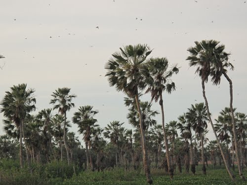 Palmeras carnauba en Ceará, Brasil 0 - PALMERAS EN EL MUNDO 🗺️ Foro Clima, Naturaleza, Ecologia y Medio Ambiente