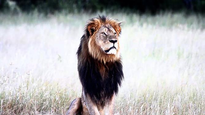 El león Cecil del Parque Nacional de Hwange 2