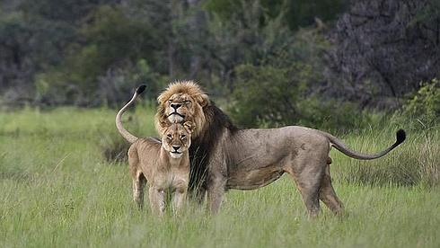 El león Cecil del Parque Nacional de Hwange 0