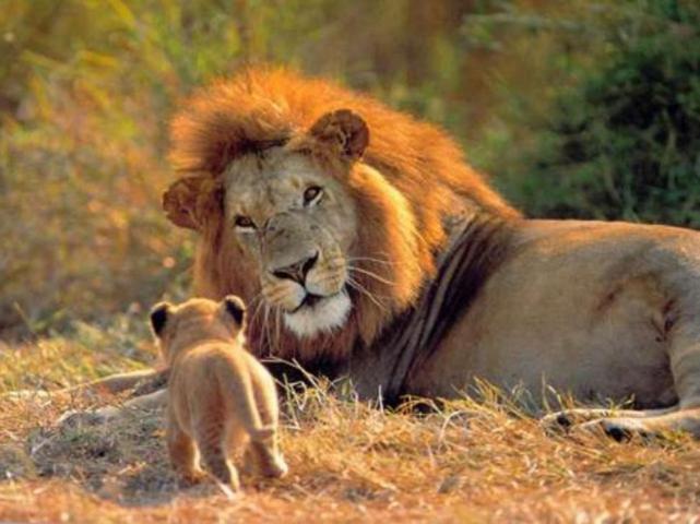 El león Cecil del Parque Nacional de Hwange 1