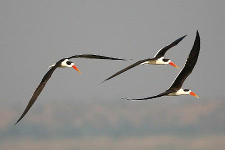 Santuario Nacional de Chambal, Uttar Pradesh, India 1