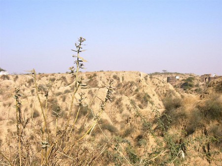 Santuario Nacional de Chambal, Uttar Pradesh, India 🗺️ Foro Asia 2