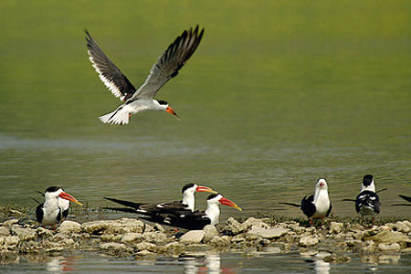 Santuario Nacional de Chambal, Uttar Pradesh, India 0