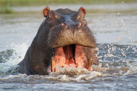 Parque Nacional Chobe, Botswana 0