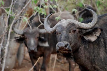 Parque Nacional Chobe, Botswana 🗺️ Foro Clima, Naturaleza, Ecologia y Medio Ambiente 2