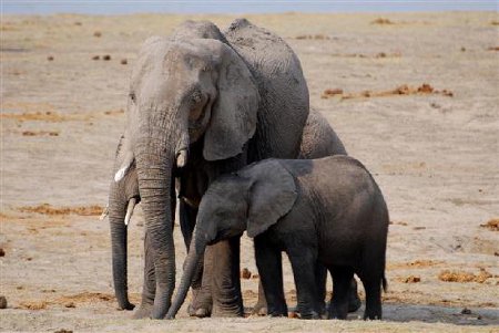 Parque Nacional Chobe, Botswana 🗺️ Foro Clima, Naturaleza, Ecologia y Medio Ambiente 1