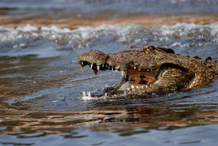 Parque Nacional Chobe, Botswana 0