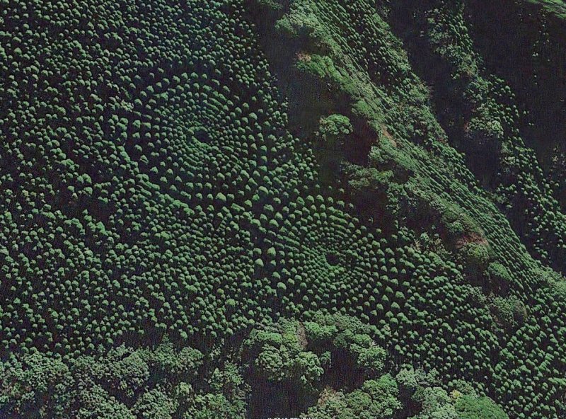 Círculos en el Bosque de Miyazaki, Japón 1 - Dibujos o figuras gigantes en la superficie de la Tierra ⚠️ Ultimas opiniones