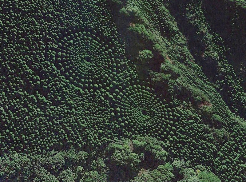 Círculos en el Bosque de Miyazaki, Japón 1 - Simple pero efectivo mensaje de amor 🗺️ Foro General de Google Earth