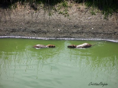 RESERVA ECOLOGICA BUENOS AIRES 0