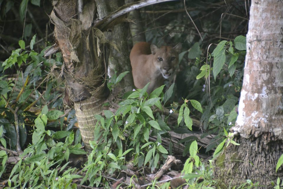 Parque nacional Corcovado 1