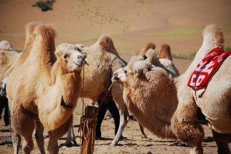 Desierto Badain Jaran, Nei Mongol, China 1