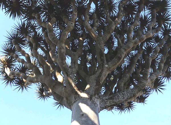 Socotra, la isla de la sangre del dragón