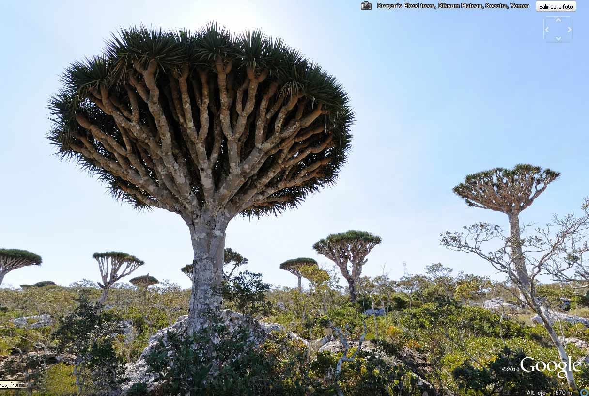 Socotra, la isla de la sangre del dragón 0