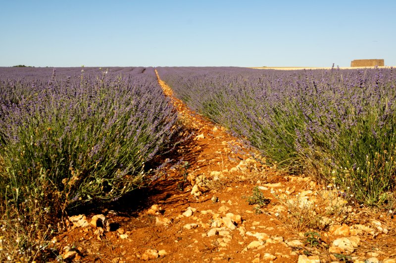 Floración de la Lavanda en Brihuega, Guadalajara