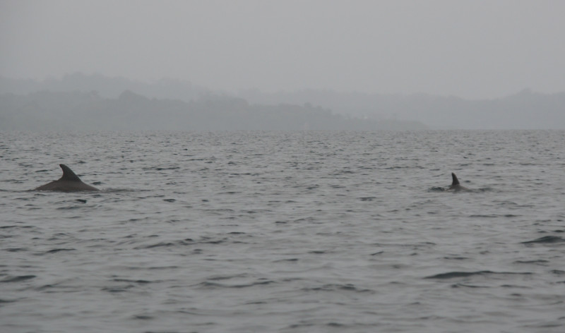 Bahia de los Delfines - Lugares de Interés en el Archipiélago de Bocas del Toro