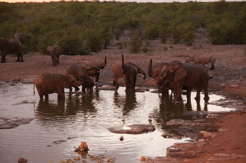 Charca de Halali, Parque Nacional de Etosha, Namibia 0