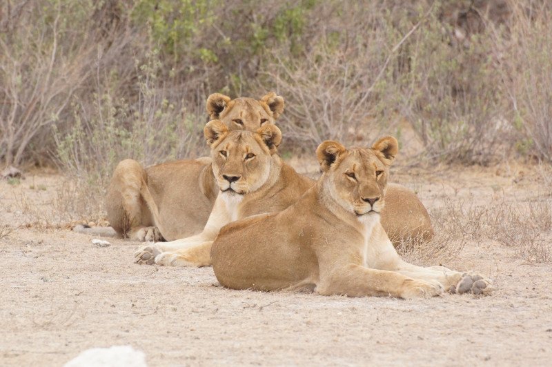 Leonas en Etosha National Park (cerca de Namutoni) - Fotos de Atracciones Turísticas de Namibia 🗺️ Foro Google Earth para Viajar