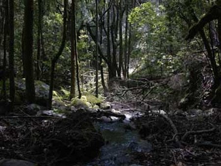 El Cedro, La Gomera, Canarias 🗺️ Foro España 1