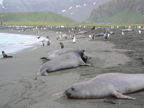 GEORGIA DEL SUR-Paraíso del Pingüino 1