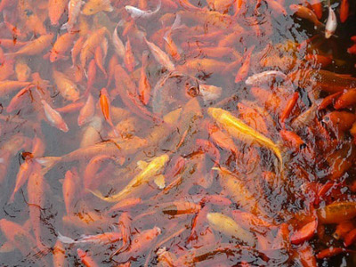 Estanque de las Carpas Rojas, Hangzhou. Zhejiang,  China 1