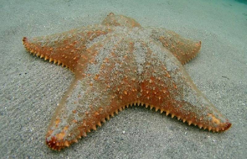 Estrella de Mar - Playa de las Estrellas - Bocas del Toro